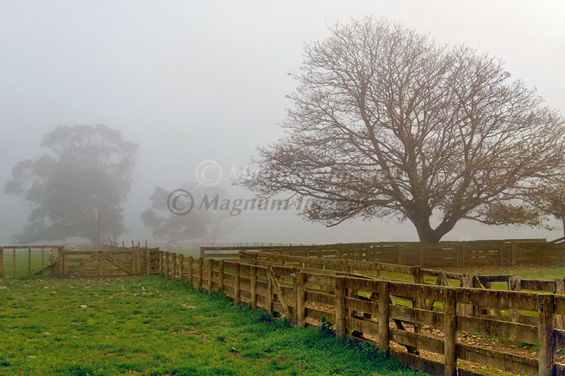 Kumeroa Fog 9