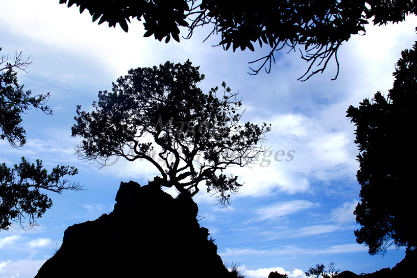 Pohutukawa 3