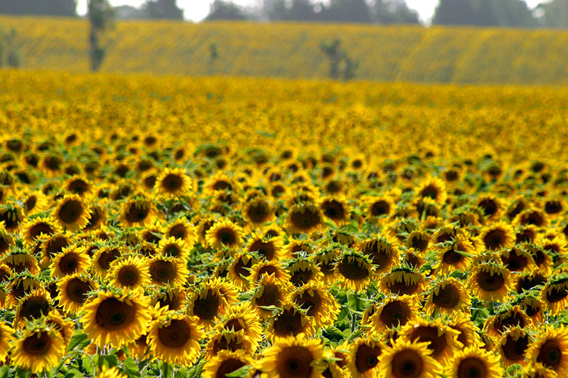 Sunflowers 1