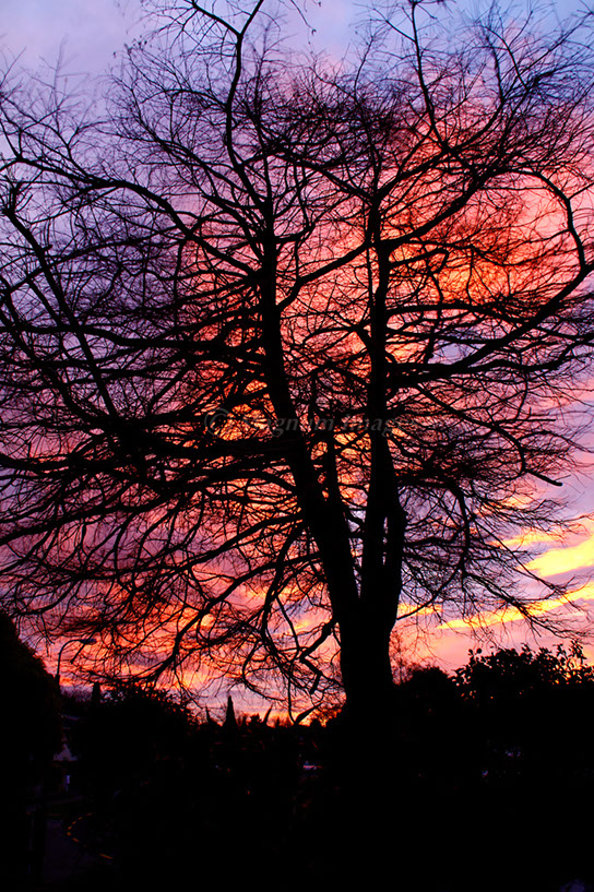 Tree & Sunset 1