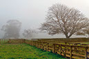 Kumeroa Fog 9