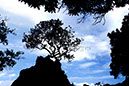 Pohutukawa 3