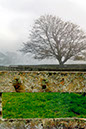 Kumeroa Fog 8