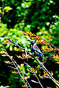 Tui 1