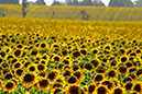 Sunflowers 1