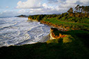 Taranaki 31