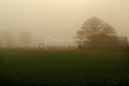 Kumeroa Fog 6