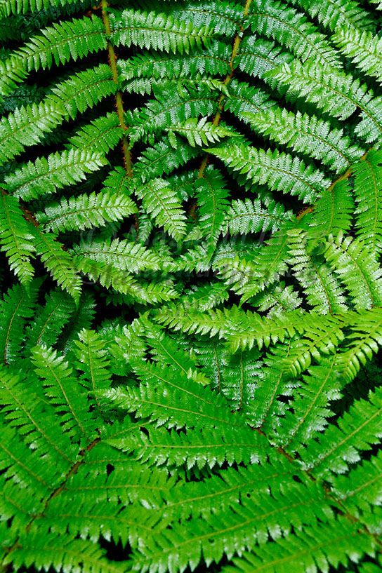 Foliage 1