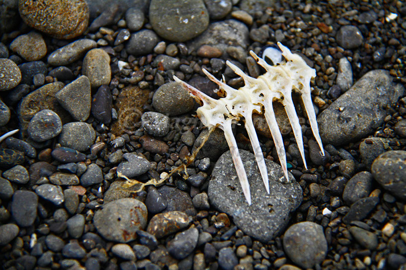 Fish Skeleton 1