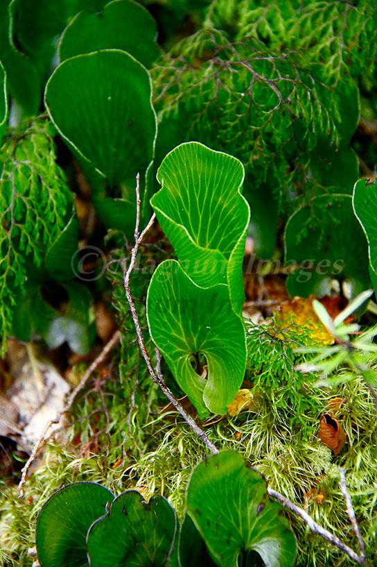 Foliage 2
