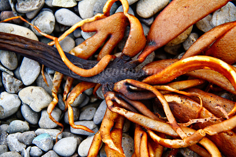 Seaweed 3
