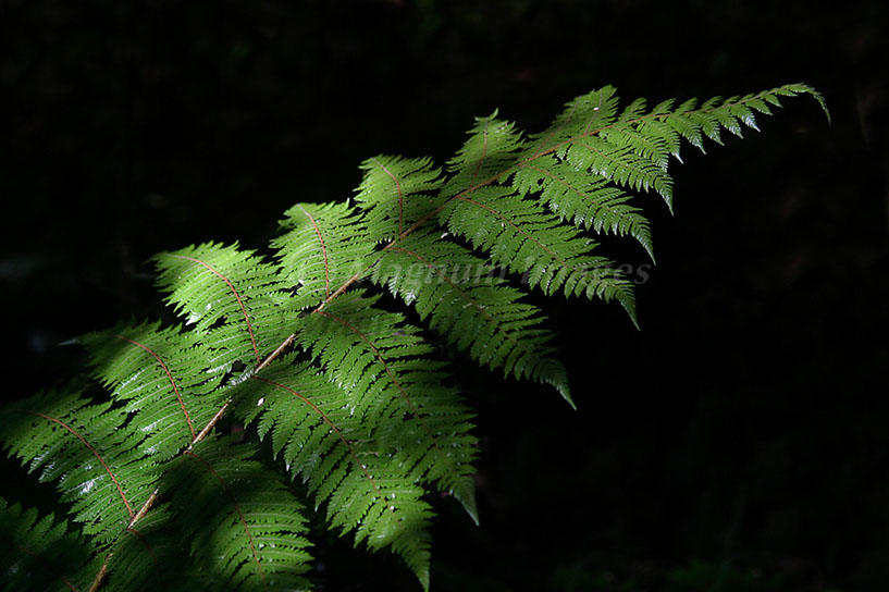 Foliage 6
