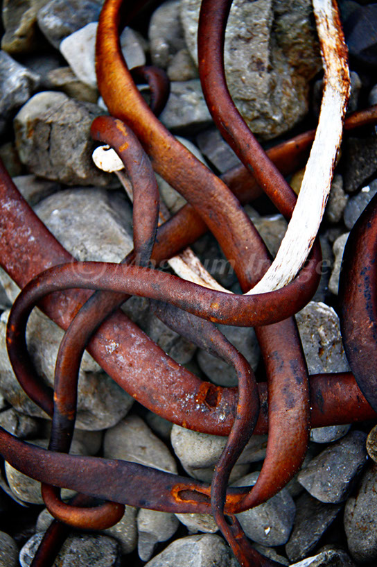 Seaweed 1