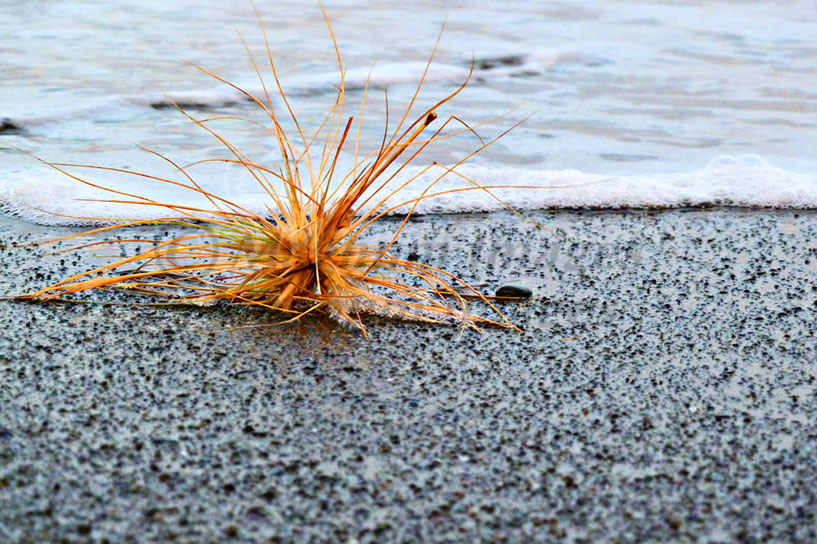 Tumble Weed 1