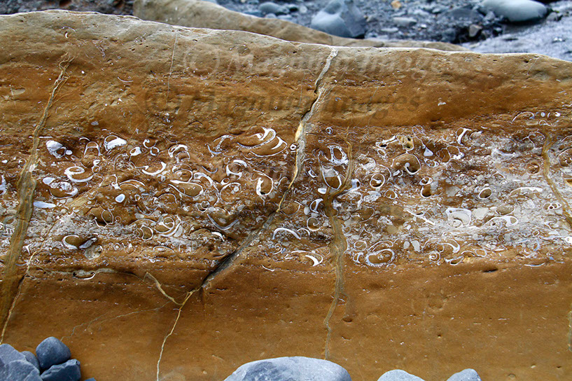 Fossil Rock 2