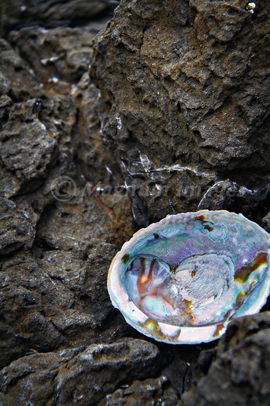 Paua 1