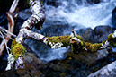 Foliage 4