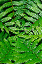 Foliage 1