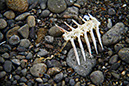 Fish Skeleton 1