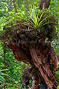 Foliage 3