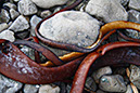 Seaweed 2