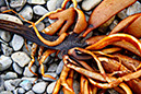 Seaweed 3