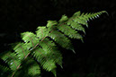 Foliage 6