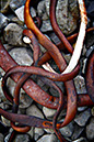 Seaweed 1