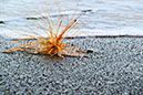 Tumble Weed 1