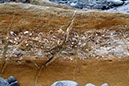 Fossil Rock 2