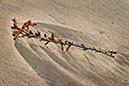 Seaweed 4