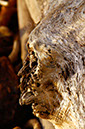 Driftwood 1