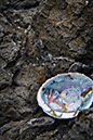 Paua 1