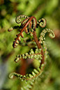 Foliage 5
