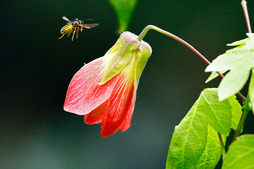 Bee in Flight 2