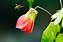 Bee in Flight 2