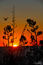 Sunset at Paritutu Rock 1